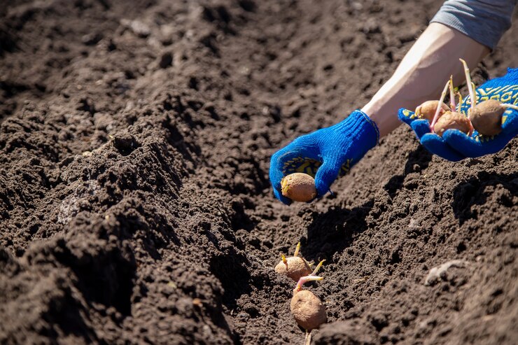 На тамбовских полях посадили почти 3,5 тысячи гектаров картофеля
