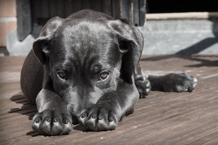 В Котовске начнут отлов бездомных собак
