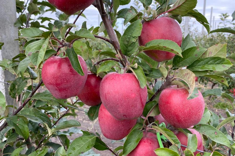 Бренд "Мичуринские яблоки" имеет шансы на победу в конкурсе "Вкусы России"
