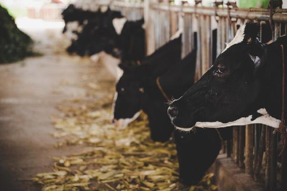 В шести районах Тамбовской области выявлен лейкоз крупного рогатого скота