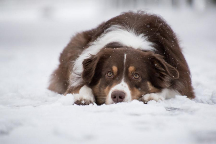 Ветеринар рассказала, как обезопасить собак от клещей зимой