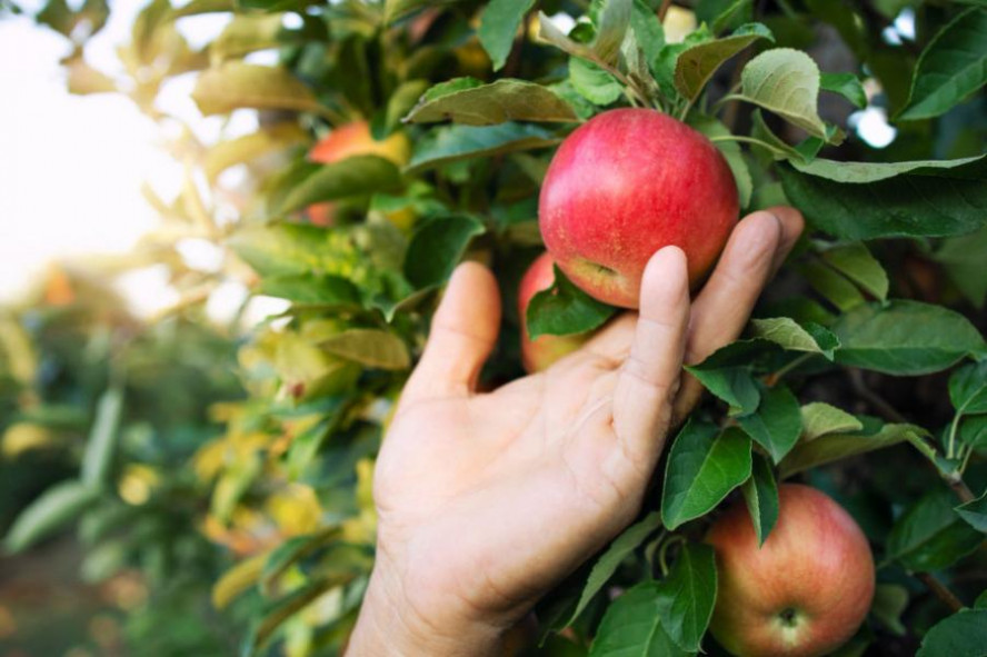 Жители Мичуринского района похитили почти 200 килограммов яблок