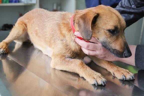 В Тамбове проводут бесплатную иммунизацию домашних животных