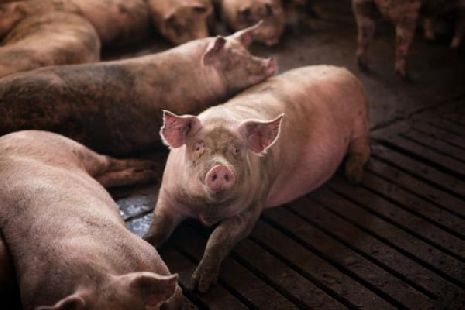 В Бондарском районе установлен карантин по африканской чуме свиней