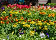 DSC_8231.jpg