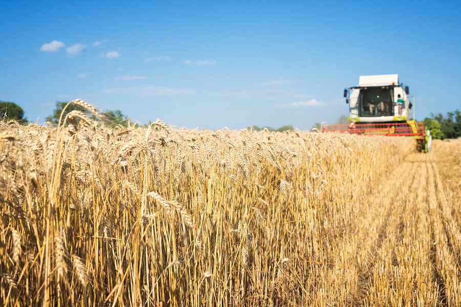 Минсельхоз сообщил о рисках недобора по показателю урожая зерна