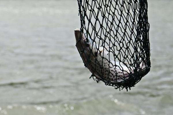 В Тамбовской области поймали двух рыбаков-браконьеров