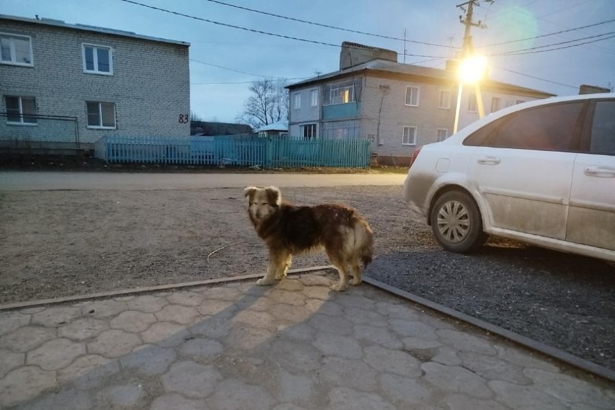 В Мичуринске суд взыскал 30 тысяч рублей за нападение бездомной собаки на 4-летнюю девочку
