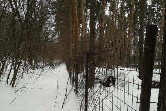 Прокуратура выявила самовольный захват земельного участка в лесу