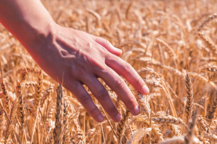 На тамбовских полях вырастили почти три миллиона тонн пшеницы