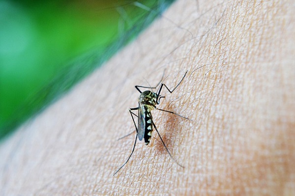 Эксперт рассказал об опасности средств против комаров для человека