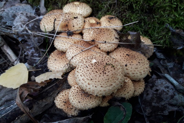 В Тамбовской области зарегистрировано десять случаев отравления грибами