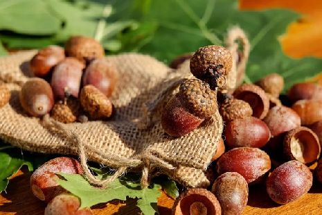 В Тамбовской области заготовят 4,5 тонны семян для лесовосстановления