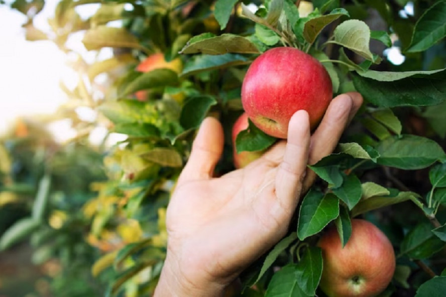 В Тамбовской области в этом сезоне планируют собрать около 40 тысяч тонн яблок