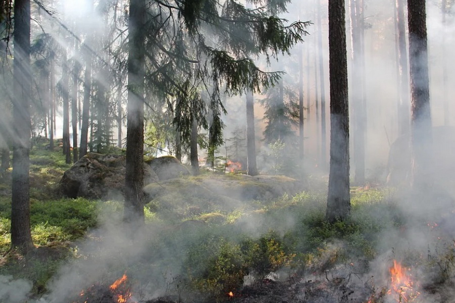 В тамбовских лесах выявили более 100 нарушений пожарной безопасности за год