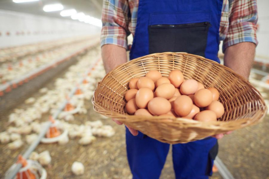 ФАС проводит в Тамбовской области антикартельные проверки производителей мяса кур и яиц