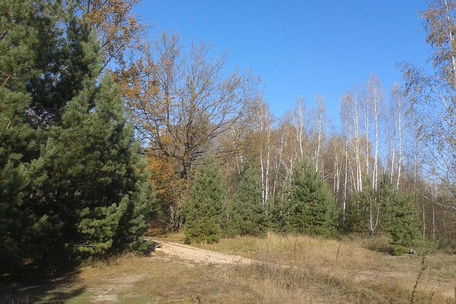 В лесхозе Пичаевского района обнаружены свалки горючих отходов