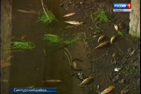 ООО "Тамбовский бекон" заплатит 5,5 млн рублей за массовую гибель рыбы
