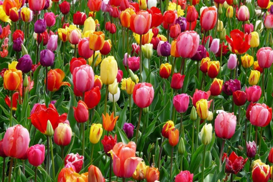 Стоимость голландских луковиц тюльпанов, купленных для новой теплицы, составила 9,5 млн рублей