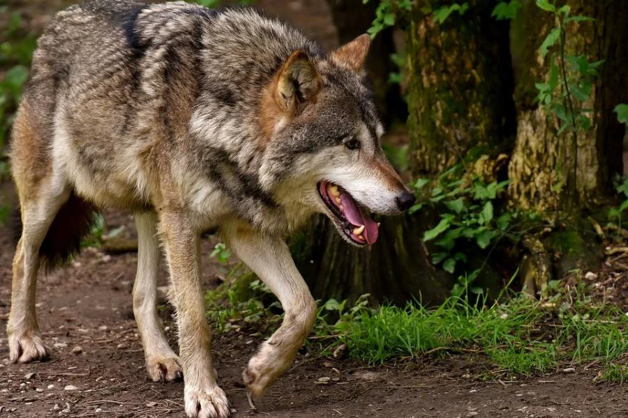 В тамбовских лесах насчитали всего двух волков