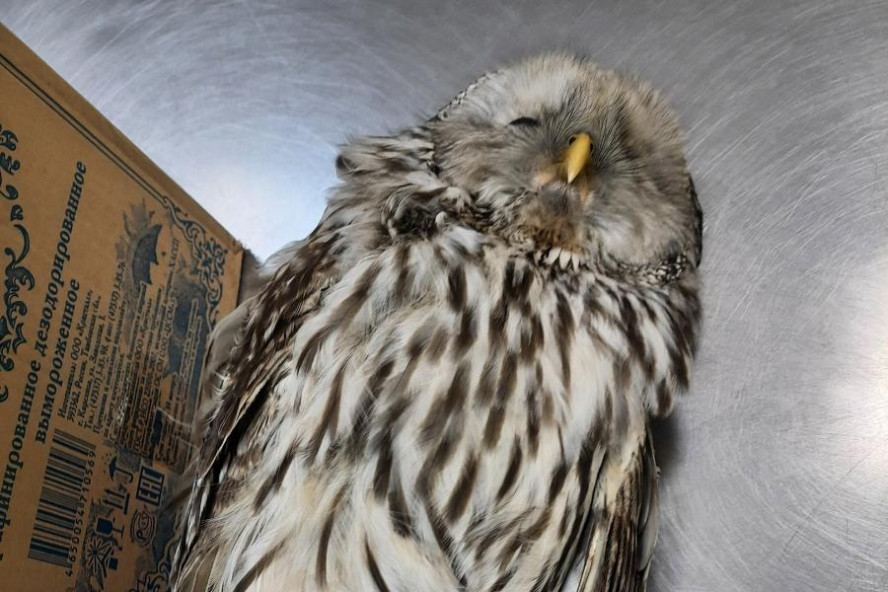 В центре Тамбова обнаружили сову с переломом позвоночника