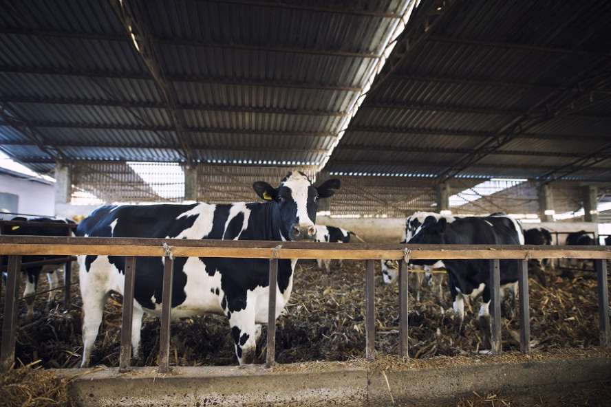 В Тамбовской области выявлена вспышка бруцеллеза у коров
