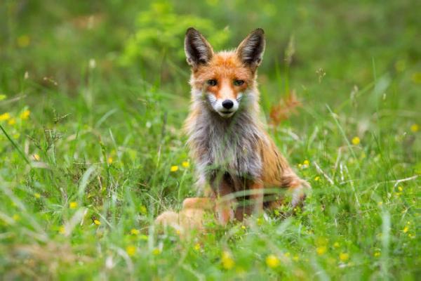 В Тамбовской области под прицел попадут более 800 лисиц