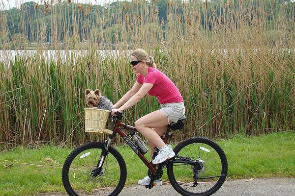 Кинолог перечислил правила велосипедных прогулок с собакой