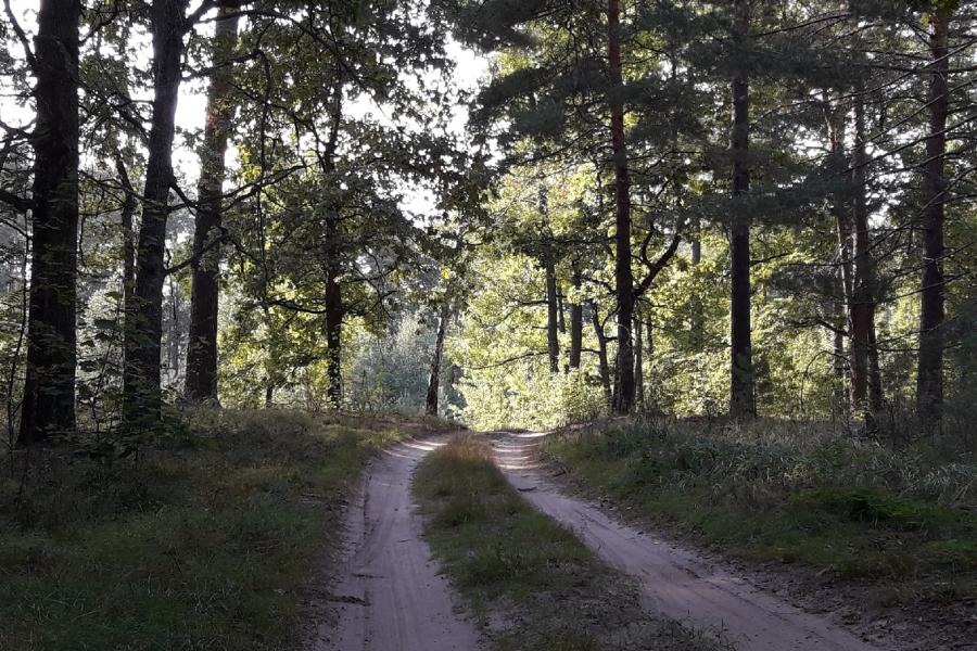 В Тамбовской области ограничили пребывание граждан в лесах