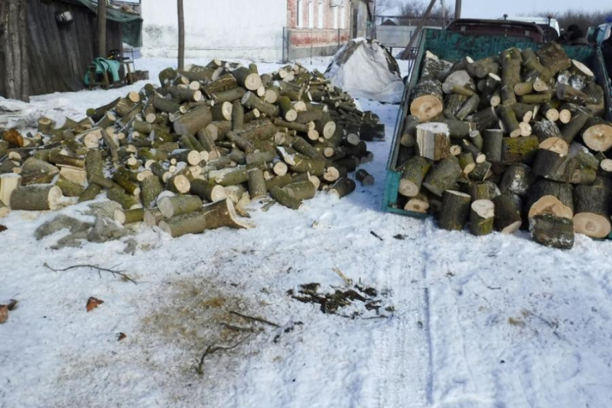 В Тамбовской области трое мужчин вырубили 17 кленов