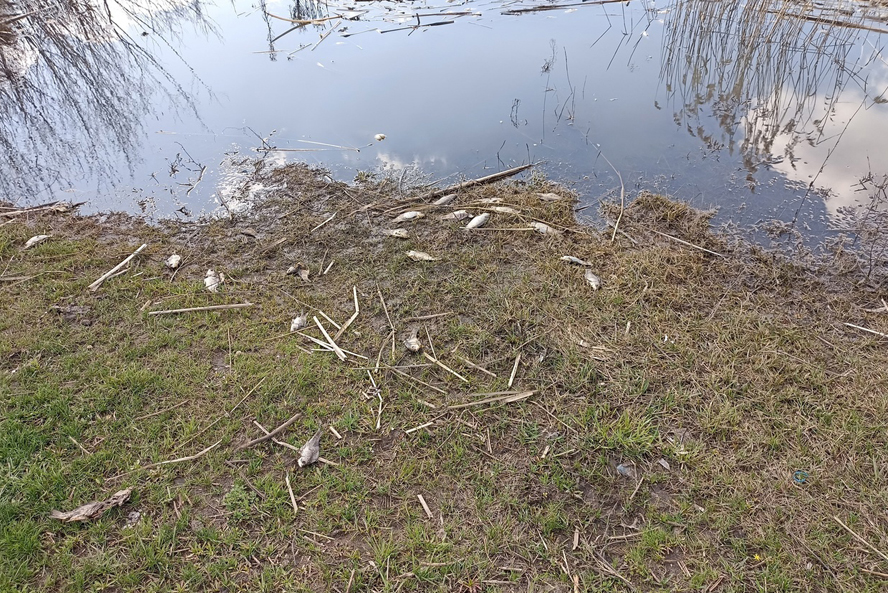 В Тамбовской области из-за загрязнения реки погибли 16 тысяч рыб
