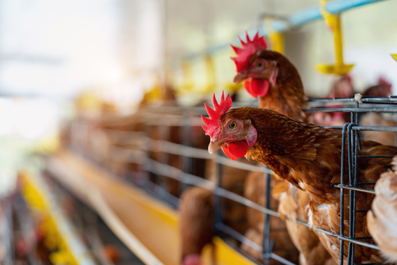 Аграрии Тамбовской области на 19 процентов увеличили производство мяса птицы