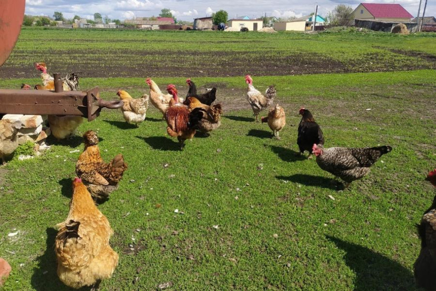 В Тамбовской области зафиксировано снижение производства мяса, молока и яиц