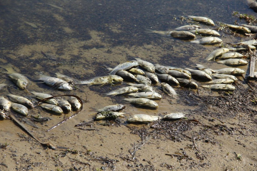 По факту массовой гибели рыбы в Сампурском районе возбуждено уголовное дело