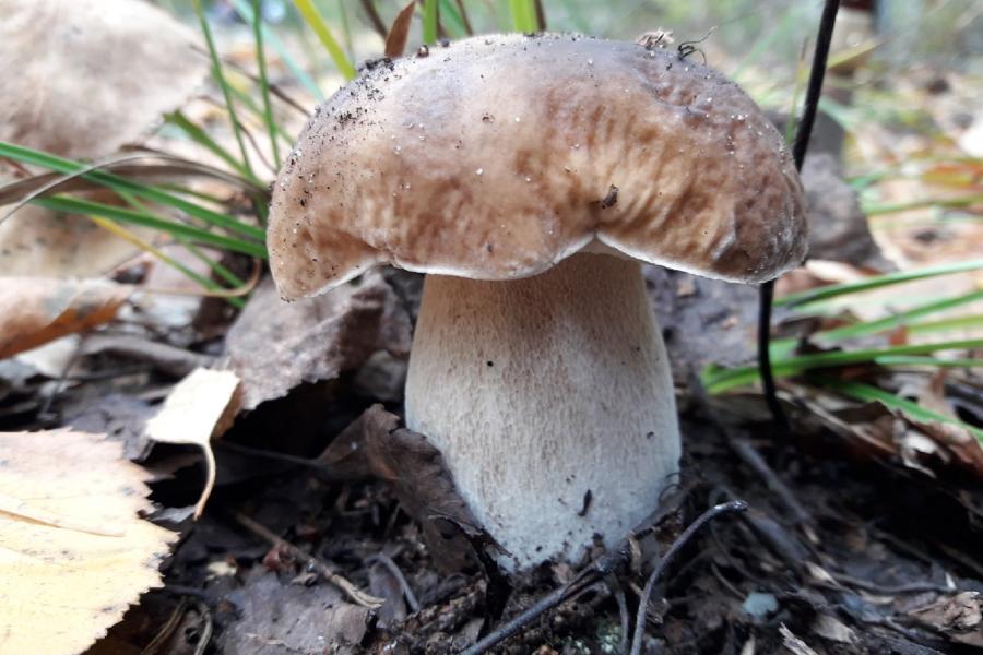 Названы рекомендации по безопасному сбору грибов