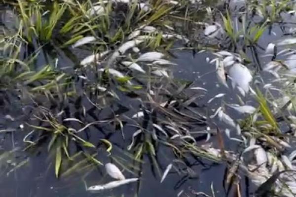 На реке в Кирсановском районе зафиксирована массовая гибель рыбы