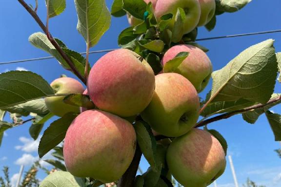 Тамбовские садоводы собрали более 15 тысяч тонн яблок