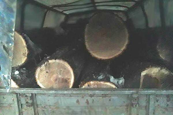 В Тамбовской области двое мужчин незаконно вырубали деревья