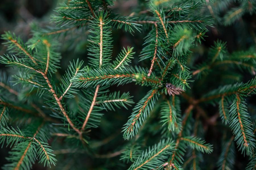 Тамбовчане могут прямо в лесу выбрать себе новогоднюю ёлку, но не везде