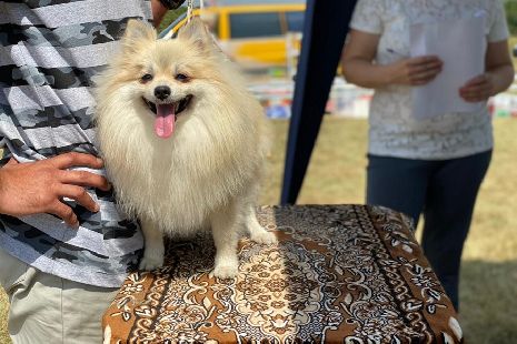 Под Мичуринском прошла Всероссийская выставка собак всех пород