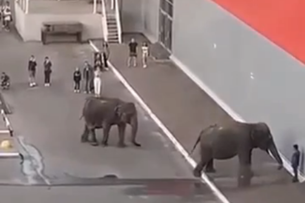 После прогулки слонов по парковке Россельхознадзор проверил цирк в Тамбове