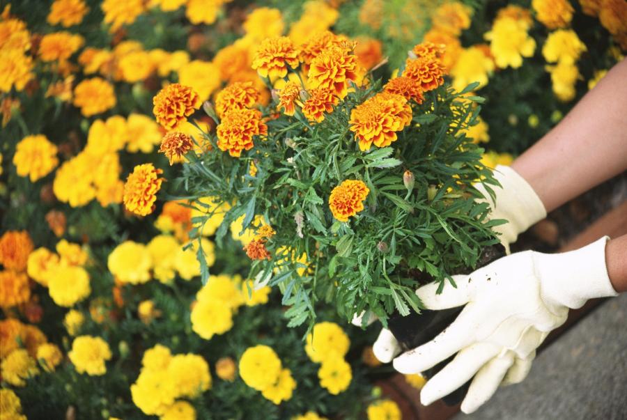 Администрация Уварова планирует посадить цветы почти на 2 миллиона рублей