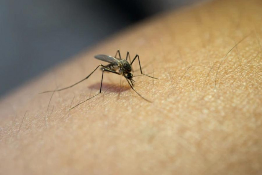 Инфекционист дала прогноз о возможности вспышки лихорадки денге в России