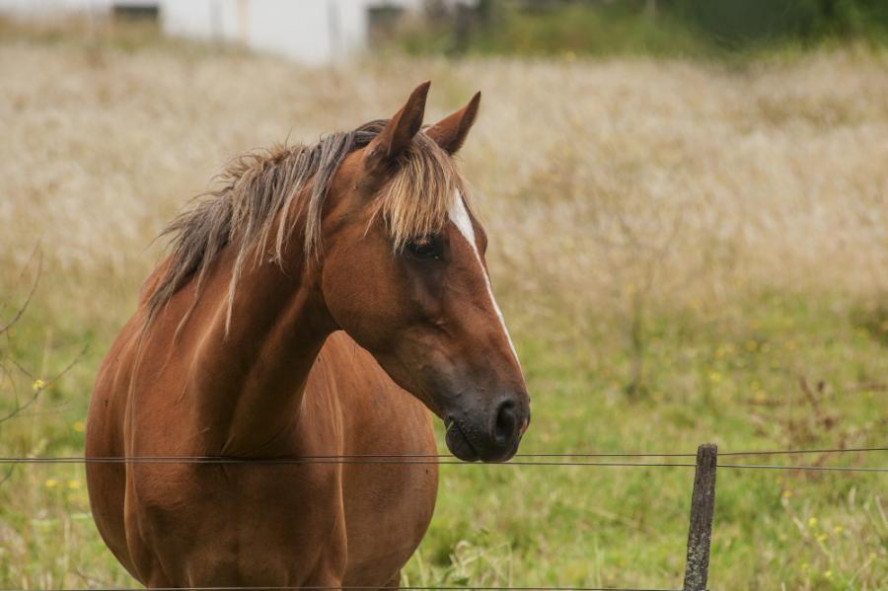 В Мордовском округе злоумышленник украл и перепродал лошадь
