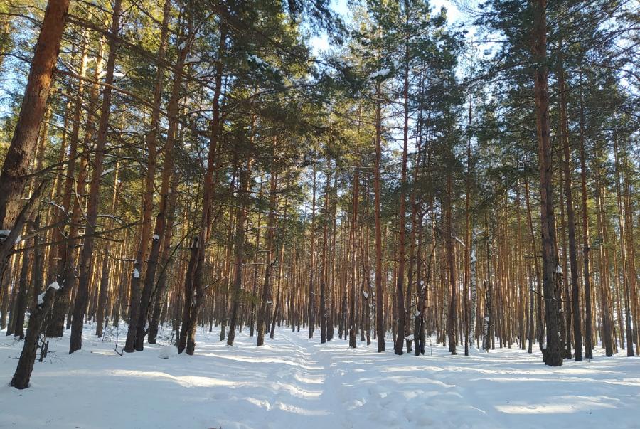 В Тамбовской области планируют пересчитать все деревья