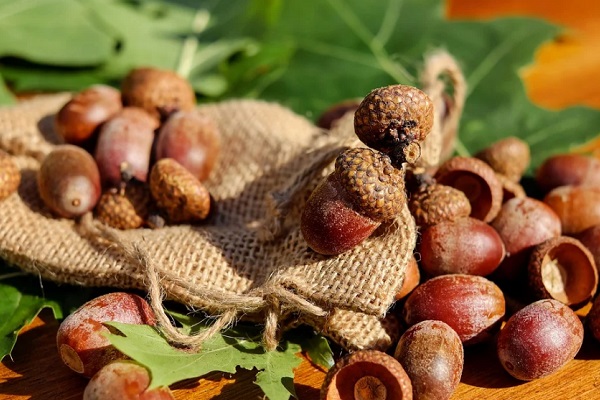В Тамбовской области заготовят 4,5 тонны семян для лесовосстановления