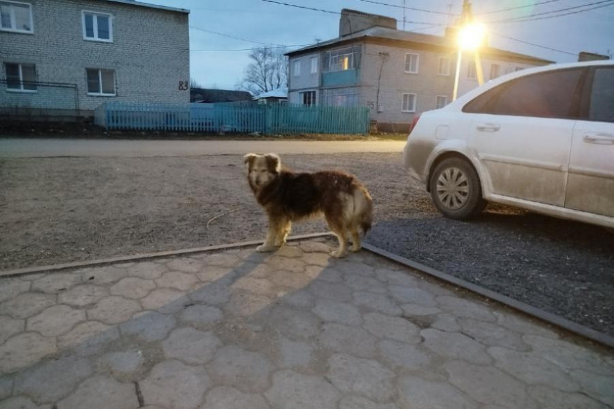 В Тамбовской области установлены ограничения из-за бешенства животных