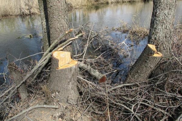 На "чёрного лесоруба", спилившего 55 деревьев, возбуждено уголовное дело