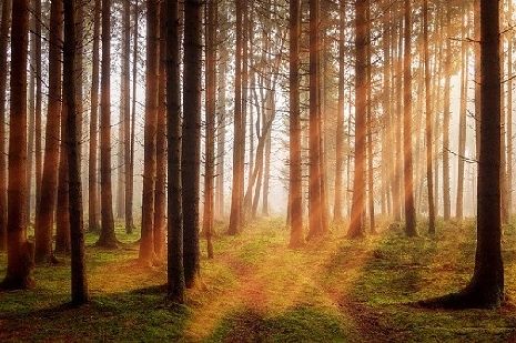 В управлении лесами Тамбовской области подвели итоги работы за 2020 год