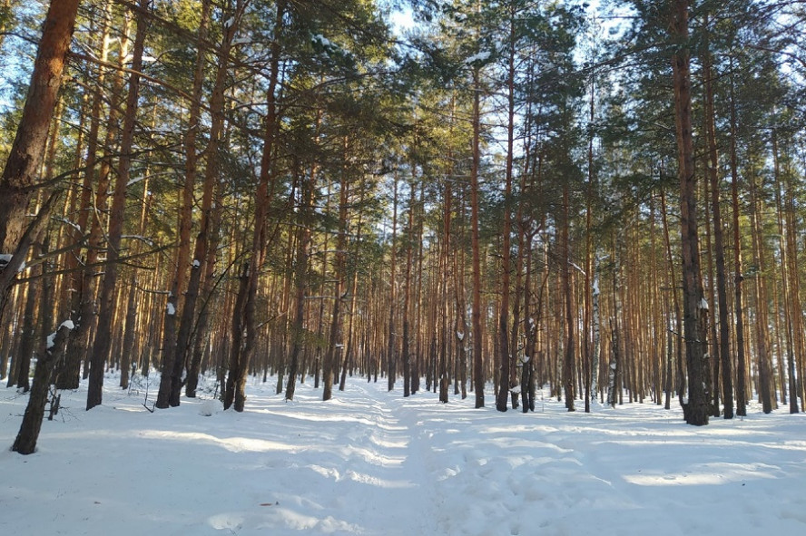 В Тамбовской области лесовосстановление проведут на площади не менее 760 гектаров